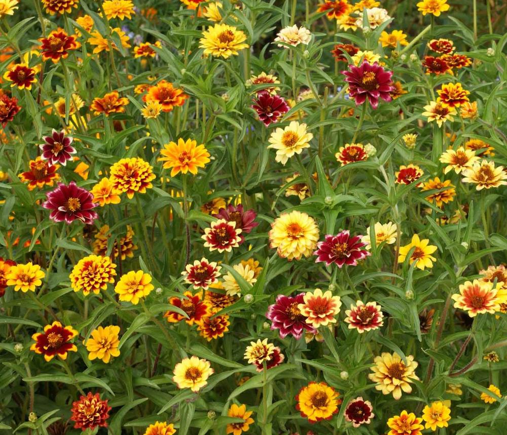 Mexican Zinnia, Persian Carpet