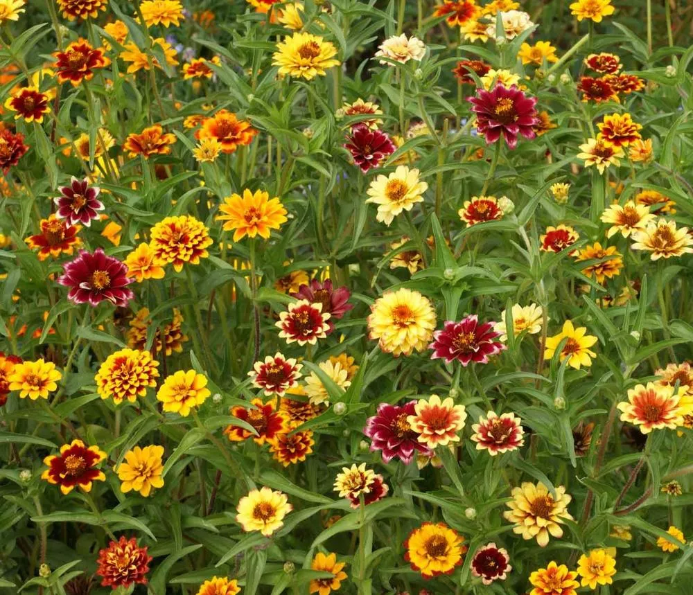Mexican Zinnia, Persian Carpet