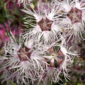 Dianthus 'Rainbow Loveliness'