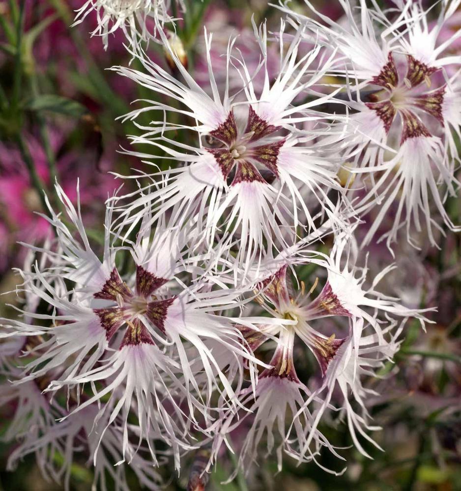 Dianthus 'Rainbow Loveliness'