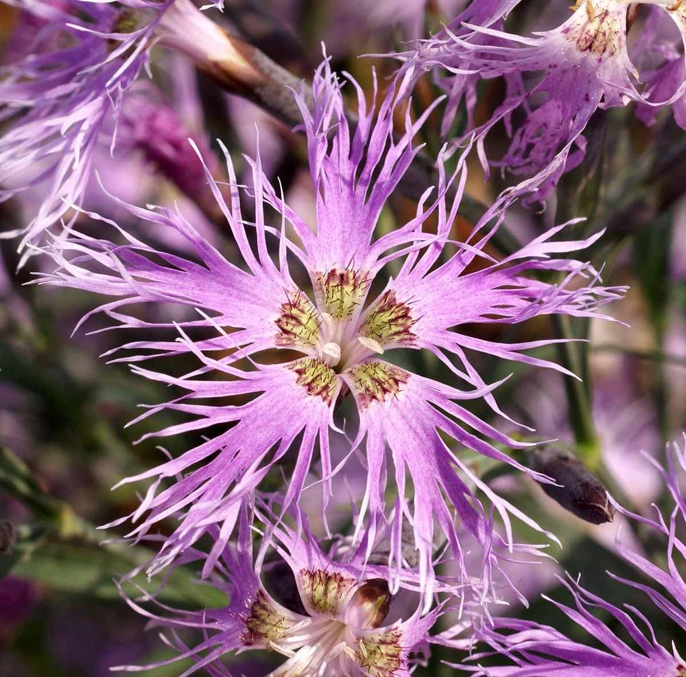 Dianthus 'Rainbow Loveliness'