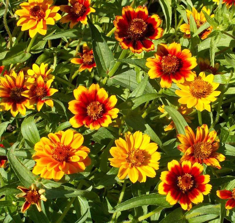 Mexican Zinnia, Persian Carpet