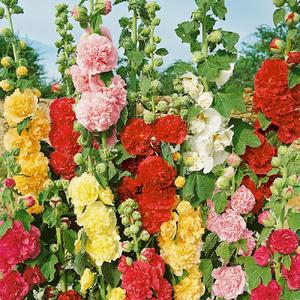 Hollyhock, Chater's Double Mix