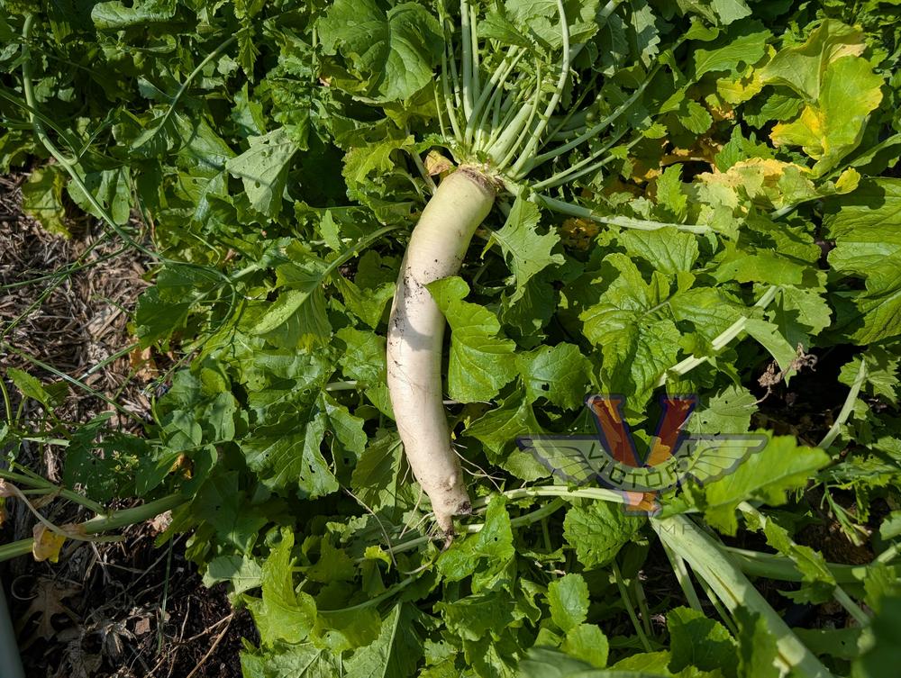 Daikon Radish