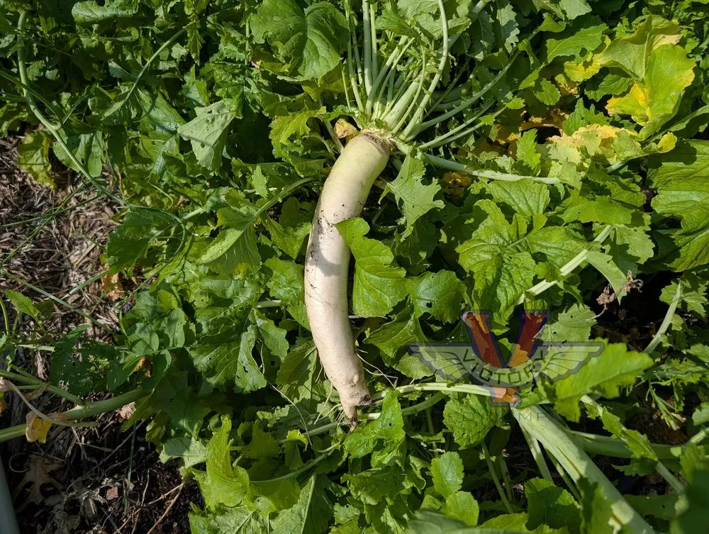 Daikon Radish
