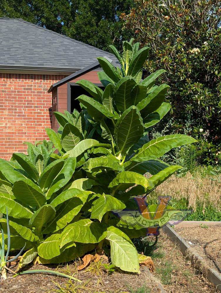 Burley Mammoth (aka KY16) Tobacco