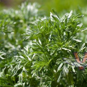 Wormwood
