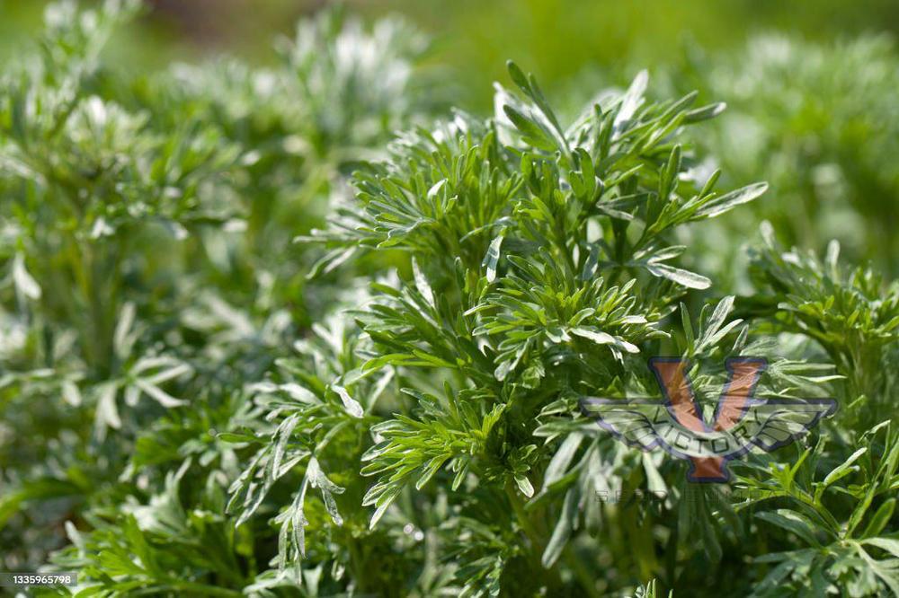 Wormwood