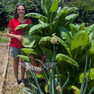 Burley Mammoth (aka KY16) Tobacco