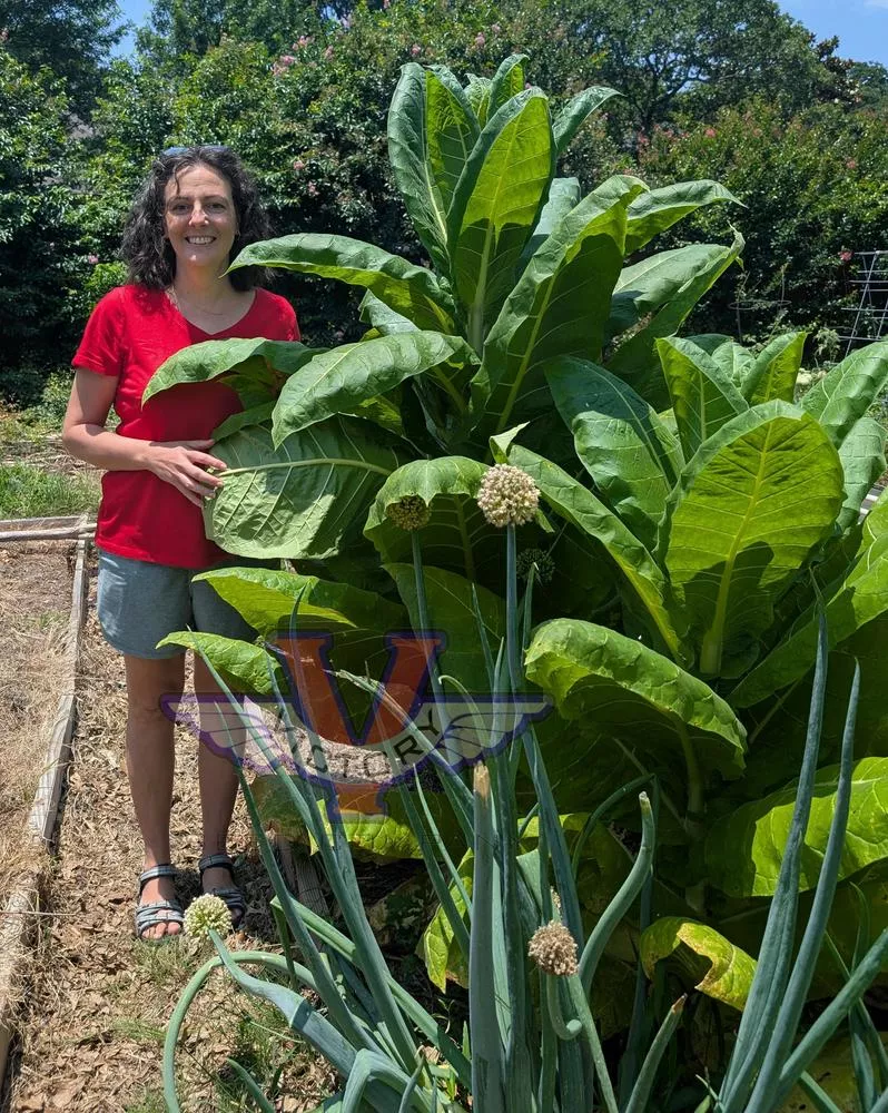Burley Mammoth (aka KY16) Tobacco