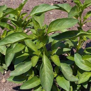 Basil, Lemon
