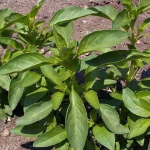 Basil, Lemon