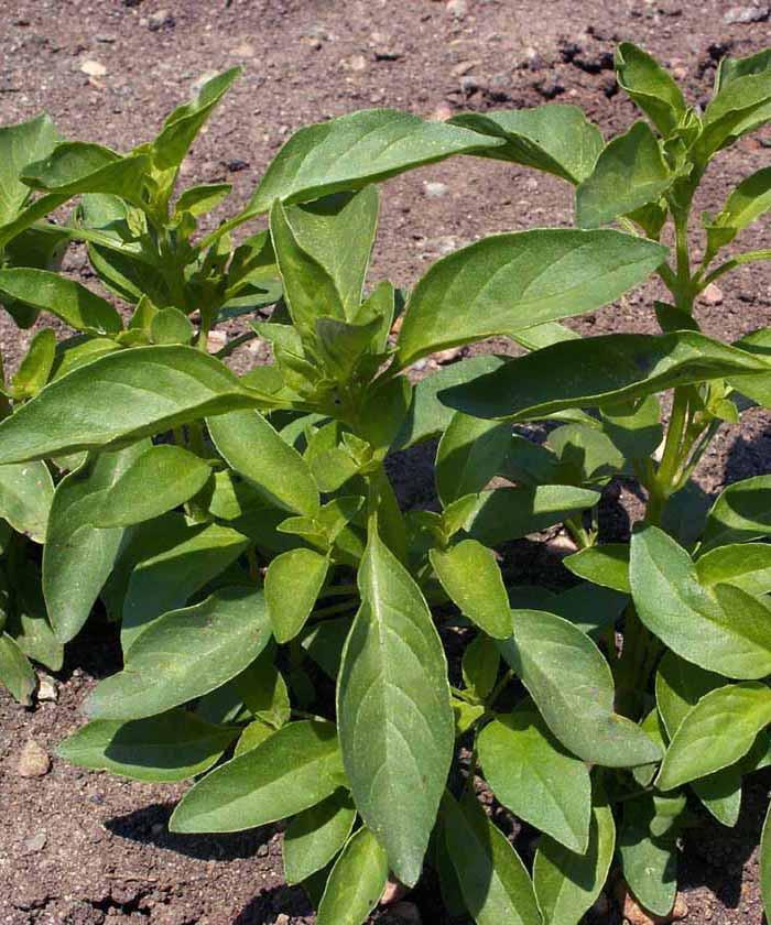 Basil, Lemon