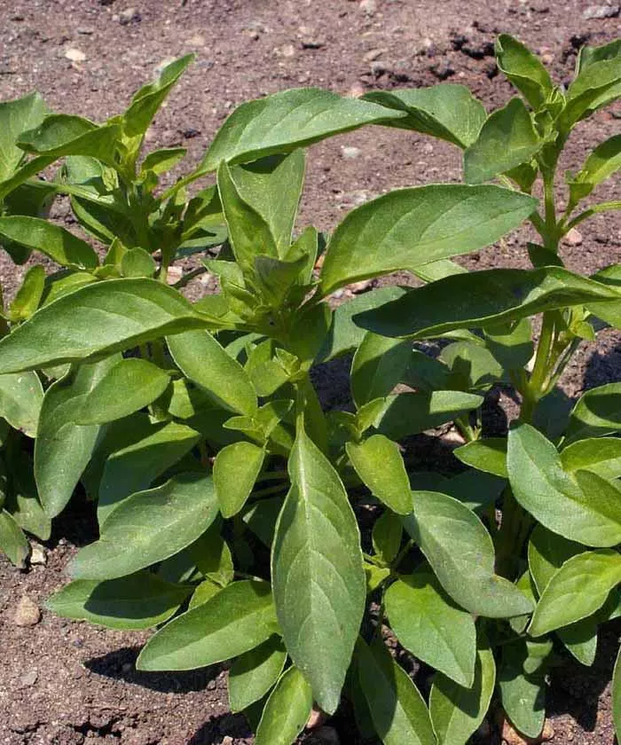 Basil, Lemon