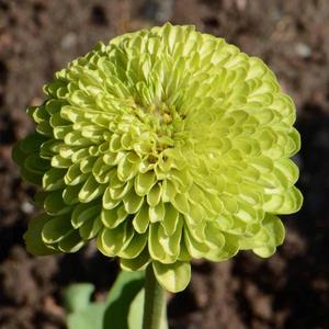 Zinnia, Envy