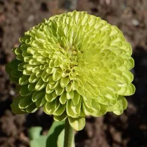 Zinnia, Envy