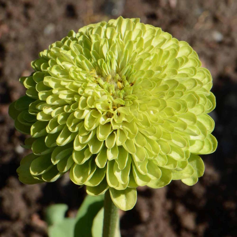 Zinnia, Envy
