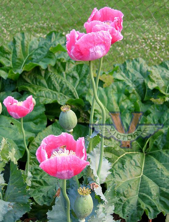 Poppy, Pink & White Giganteum