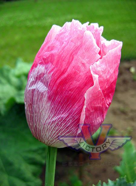 Poppy, Pink & White Giganteum