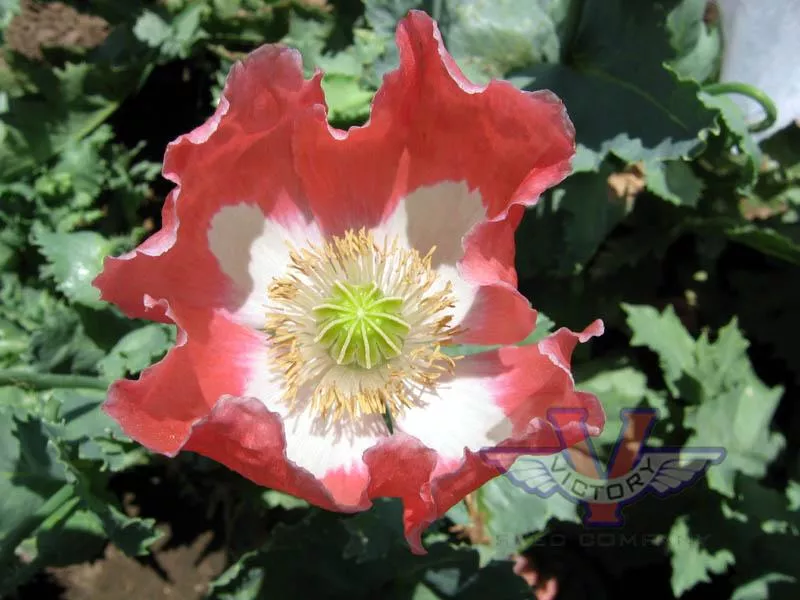 Poppy, Queens