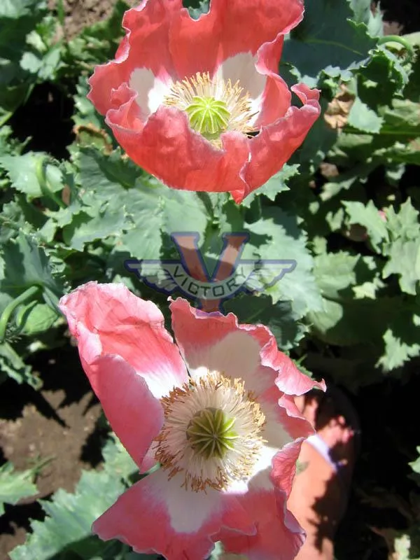 Poppy, Queens