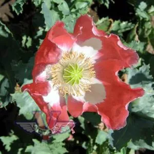 Poppy, Queens