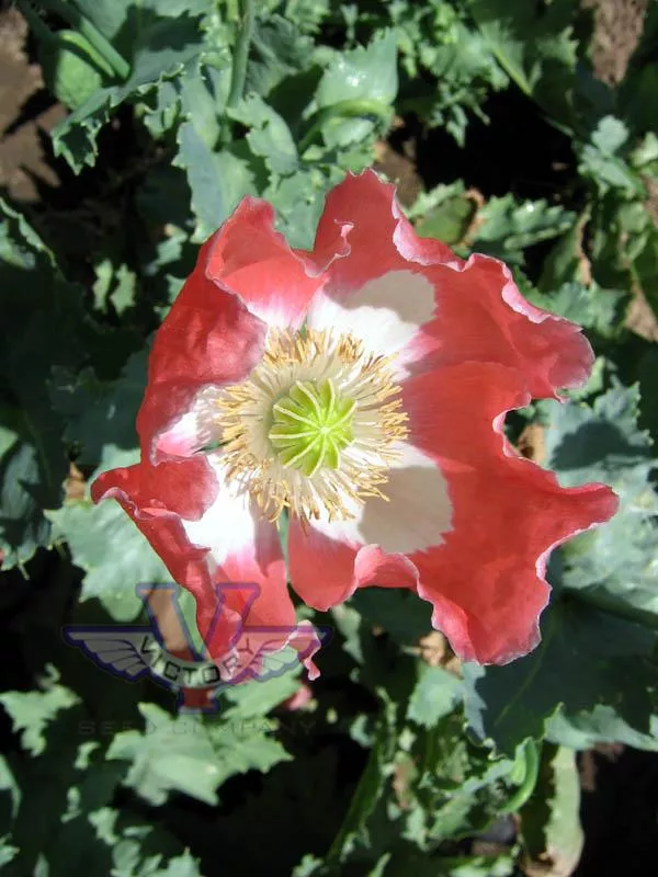 Poppy, Queens