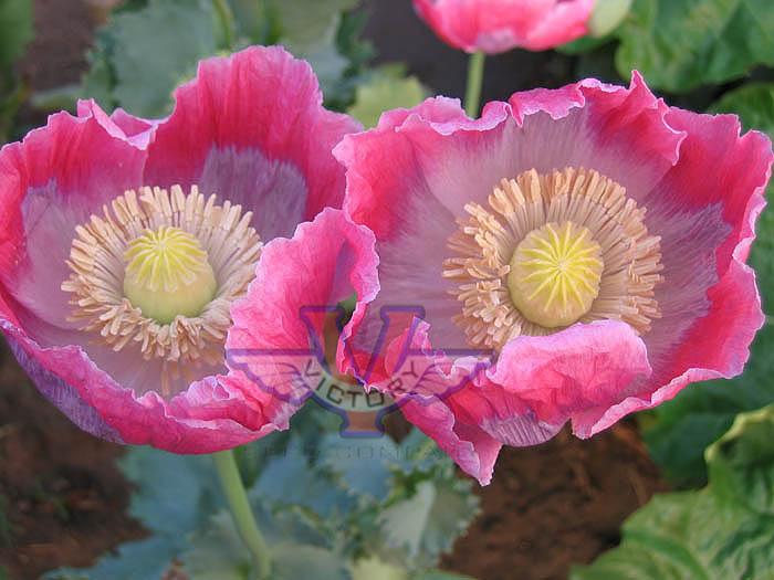 Poppy, Pink & White Giganteum