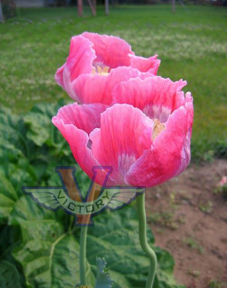 Poppy, Pink & White Giganteum