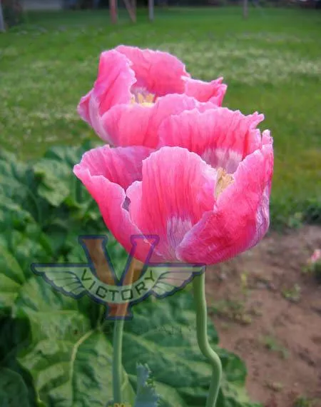 Poppy, Pink & White Giganteum