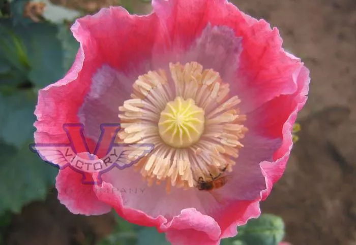 Poppy, Pink & White Giganteum
