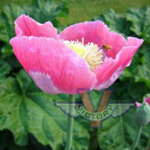 Poppy, Pink & White Giganteum
