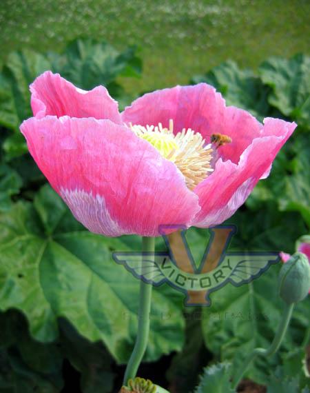Poppy, Pink & White Giganteum