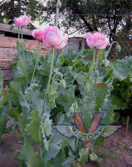 Poppy, Pink & White Giganteum