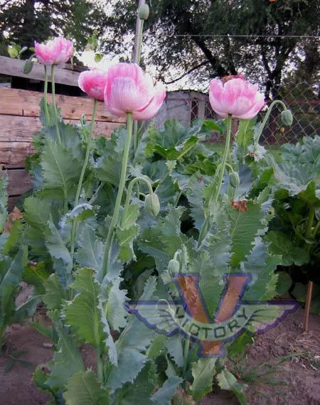 Poppy, Pink & White Giganteum