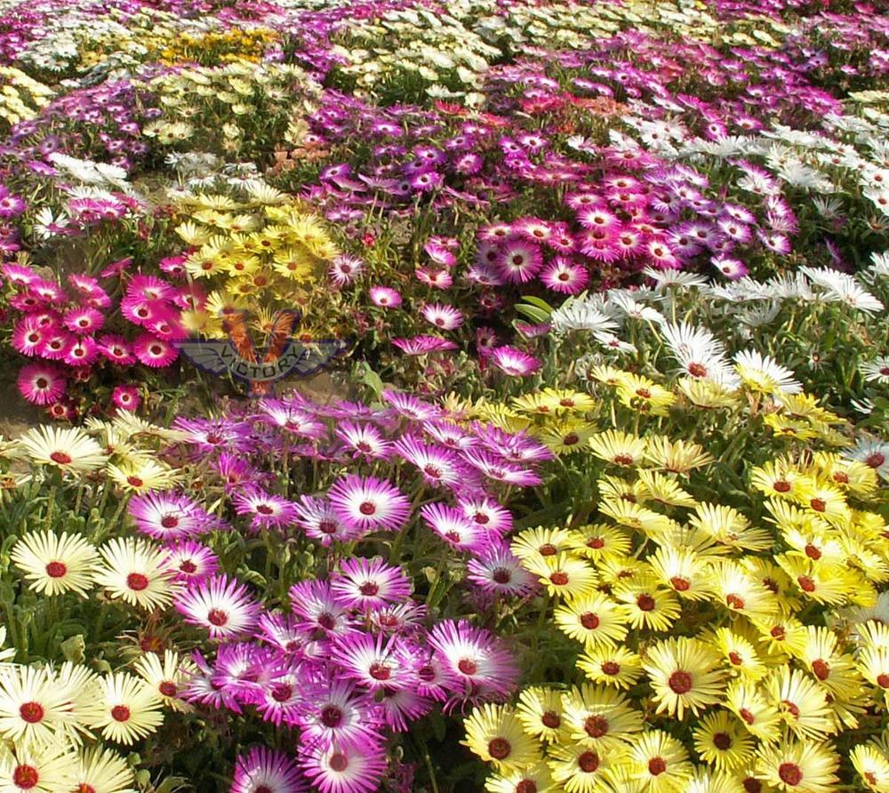 Ice Plant, Mixed