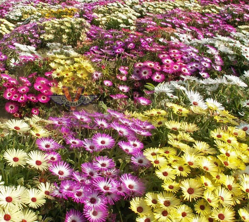 Ice Plant, Mixed