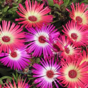 Ice Plant, Mixed
