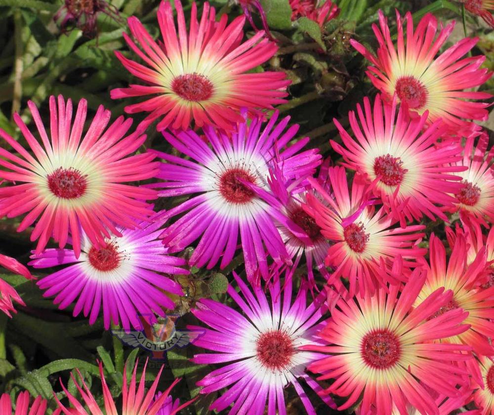Ice Plant, Mixed