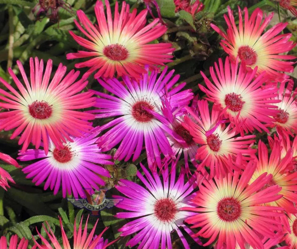Ice Plant, Mixed