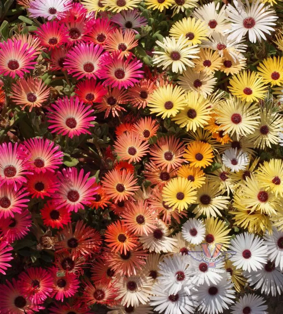 Ice Plant, Mixed