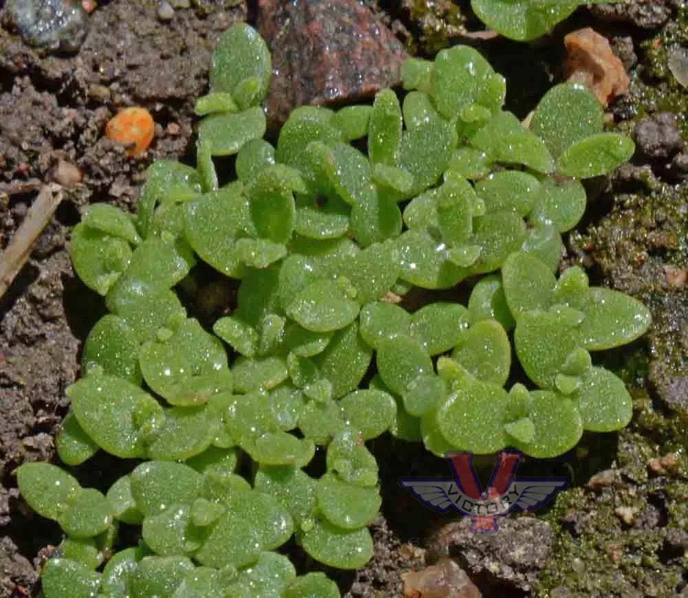 Ice Plant, Mixed