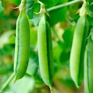 Super Sugar Snap Pea