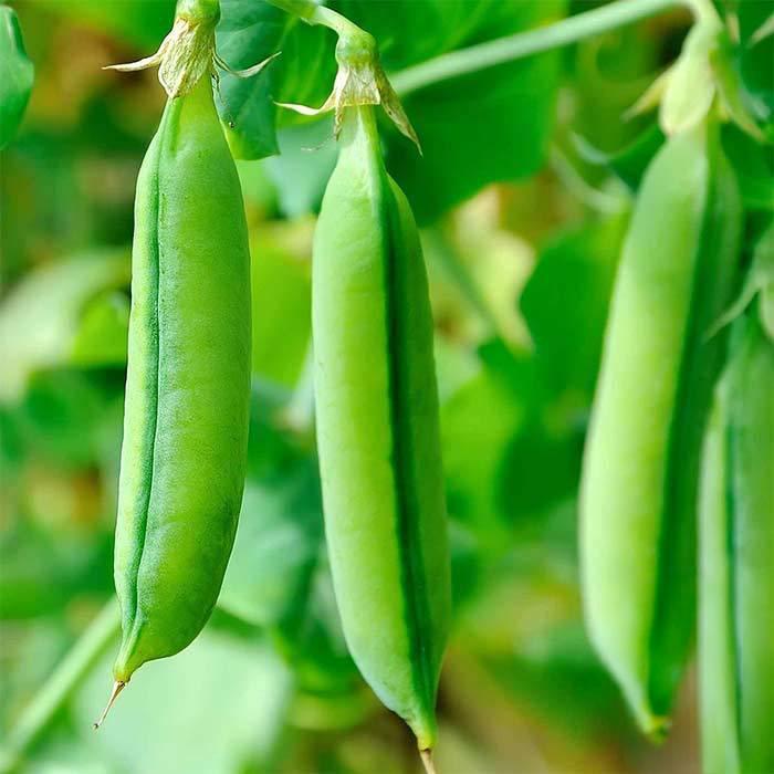 Super Sugar Snap Pea