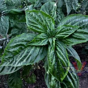 Basil, Nufar