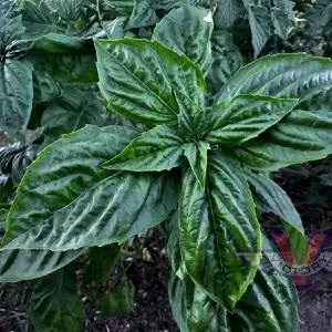 Basil, Nufar