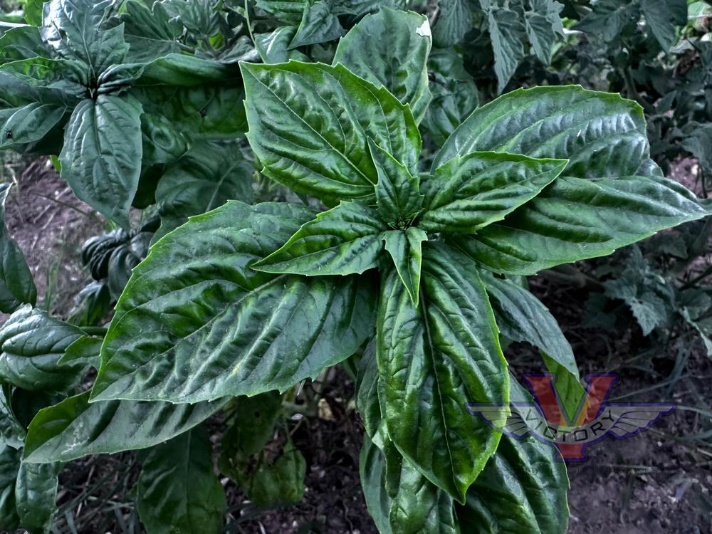 Basil, Nufar