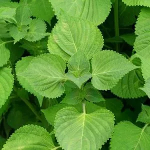 Green Shiso (Perilla)