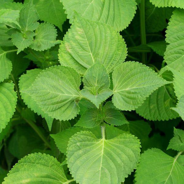 Green Shiso (Perilla)