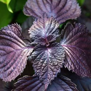 Red Shiso (Perilla)